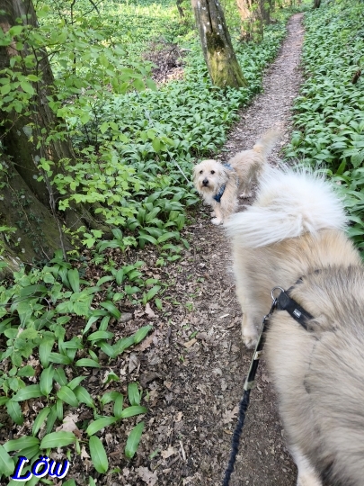 17.4.2026 - Teddy bewacht den Weg